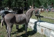 Palio degli Asini - гонка на ослах, Альба