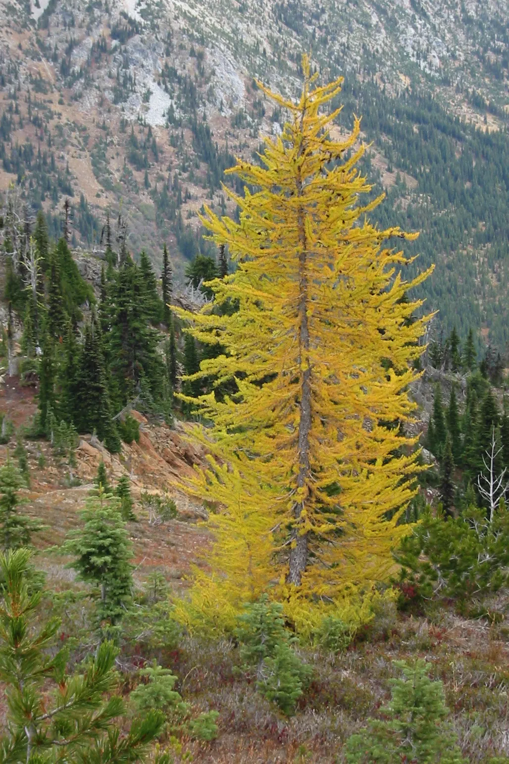 Larix Park