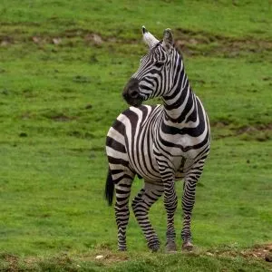 Safari Park